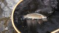 Wisconisco trout2